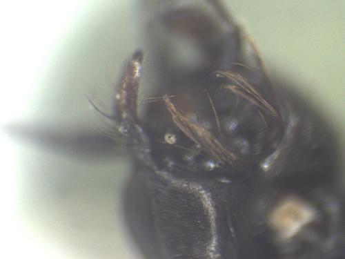 Dipogon subintermedius